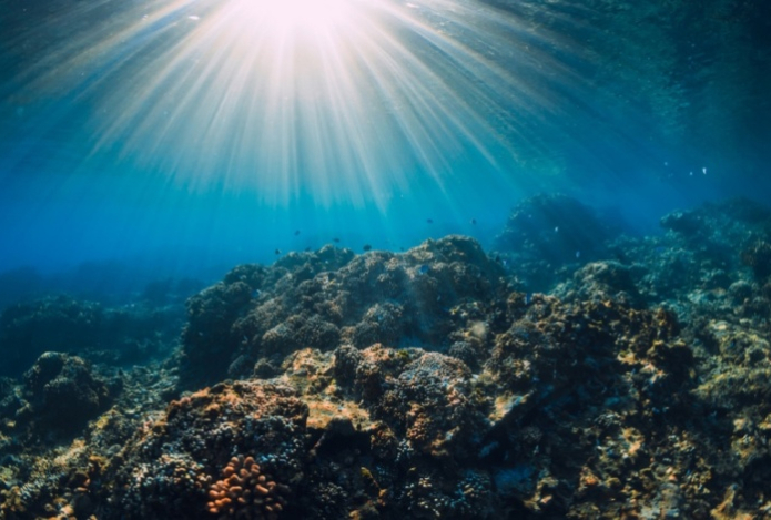 Знакомы лишь с 10% — биолог подтвердил малоизученность Мирового океана