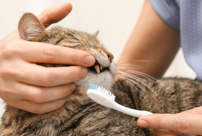 Кошатникам дали совет, как легко почистить зубы питомцу