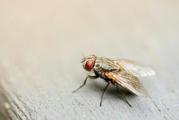 Биологи предупредили, что исчезновение мух может привести к экологической катастрофе