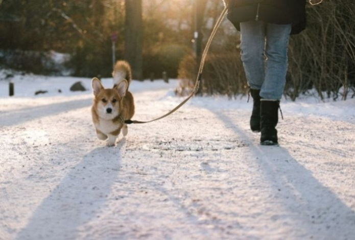 Как распознать переохлаждение у собаки
