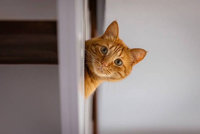 Почему кошки так хорошо манипулируют и зачем им это