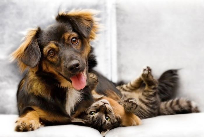 Хвостатые терапевты — как питомцы укрепляют здоровье и спасают от одиночества