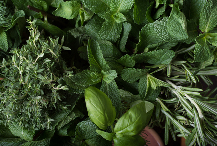 Диетологи назвали самые полезные травы — богаты антиоксидантами и витаминами